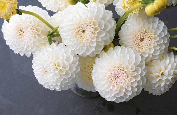 Produktbild: Lane, G: Dahlias