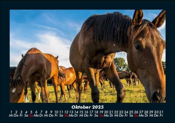 Produktbild: Die Welt der Pferde 2025 Fotokalender DIN A5