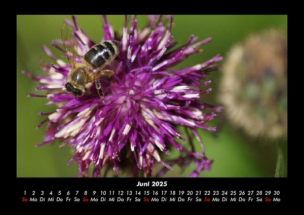 Produktbild: Pflanzen und Bl&uuml;ten 2025 Fotokalender DIN A3