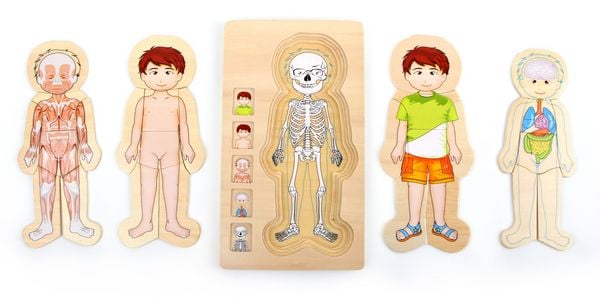 Produktbild: Schichtenpuzzle Anatomie Junge