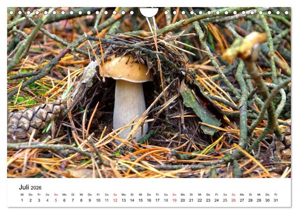 Produktbild: Heimische Pilze (Wandkalender 2026 DIN A4 quer), CALVENDO Monatskalender