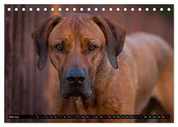 Produktbild: Ridgeback King (Tischkalender 2026 DIN A5 quer), CALVENDO Monatskalender