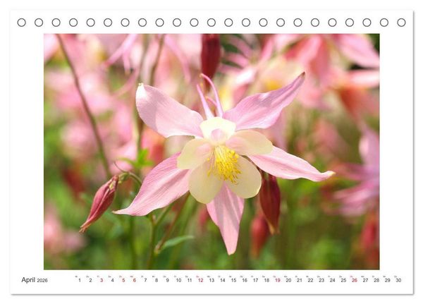 Produktbild: Akeleien im Garten (Tischkalender 2026 DIN A5 quer), CALVENDO Monatskalender