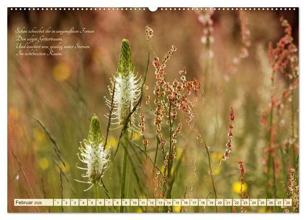 Produktbild: Sommergr&auml;ser (hochwertiger Premium Wandkalender 2026 DIN A2 quer), Kunstdruck in Hochglanz