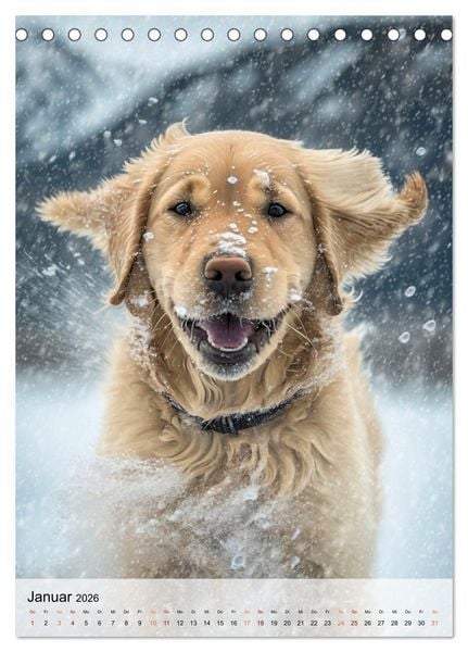 Produktbild: Golden Retriever - ein Hund f&uuml;r die Familie (Tischkalender 2026 DIN A5 hoch), CALVENDO Monatskalender