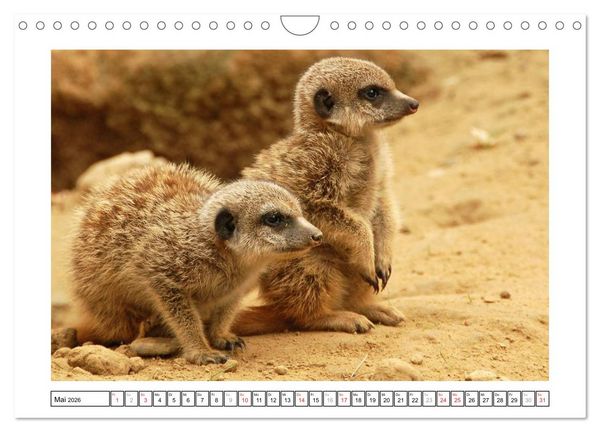 Produktbild: Kleine Schelme - Tierbabys (Wandkalender 2026 DIN A4 quer), CALVENDO Monatskalender