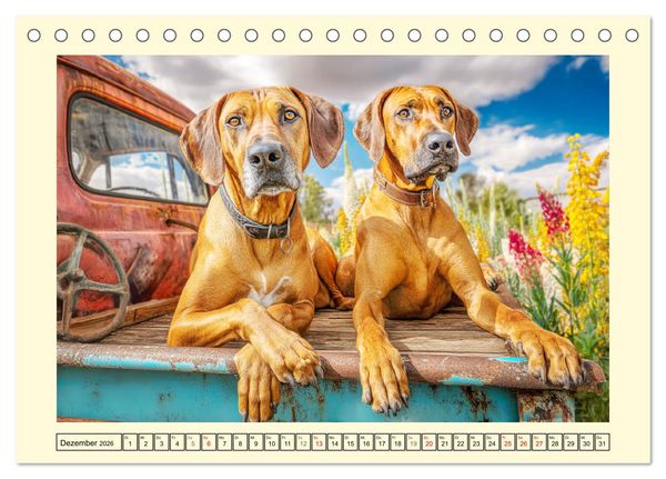 Produktbild: Rhodesian Ridgeback. Kraft und Sanftmut in vollkommener Balance (Tischkalender 2026 DIN A5 quer), CALVENDO Monatskalender