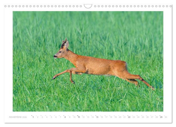 Produktbild: Un an avec des chevreuils (Calendrier mural 2026 DIN A3 vertical), CALVENDO calendrier mensuel