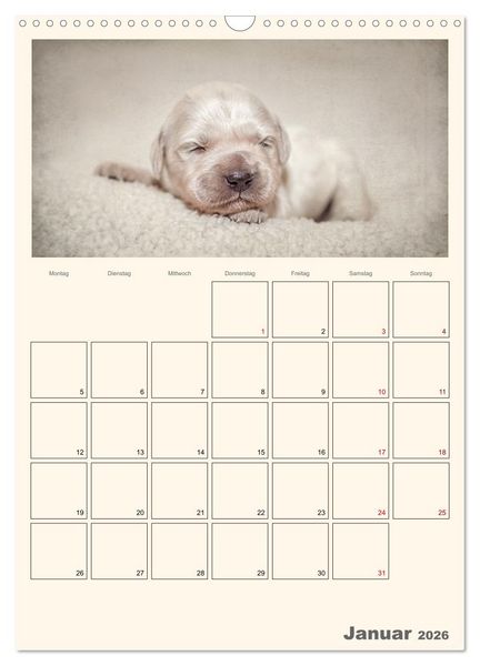 Produktbild: Zauberhafte Golden Retriever (Wandkalender 2026 DIN A3 hoch), CALVENDO Monatskalender
