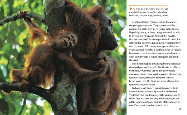 Produktbild: Face to Face with Orangutans