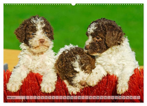 Produktbild: Lagotto Romagnolo - Ein Hund zum Verlieben (hochwertiger Premium Wandkalender 2026 DIN A2 quer), Kunstdruck in Hochglanz