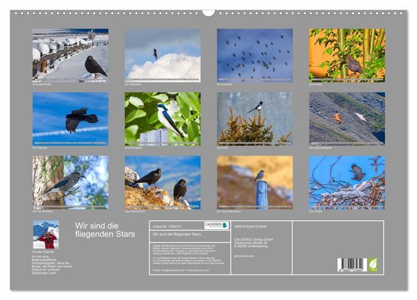 Produktbild: Wir sind die fliegenden Stars (Wandkalender 2026 DIN A2 quer), CALVENDO Monatskalender