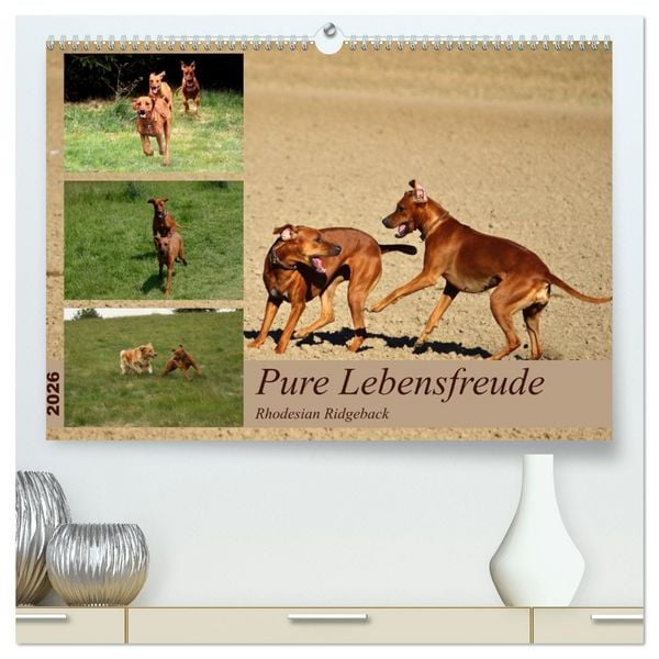 Produktbild: Rhodesian Ridgeback, Pure Lebensfreude (hochwertiger Premium Wandkalender 2026 DIN A2 quer), Kunstdruck in Hochglanz
