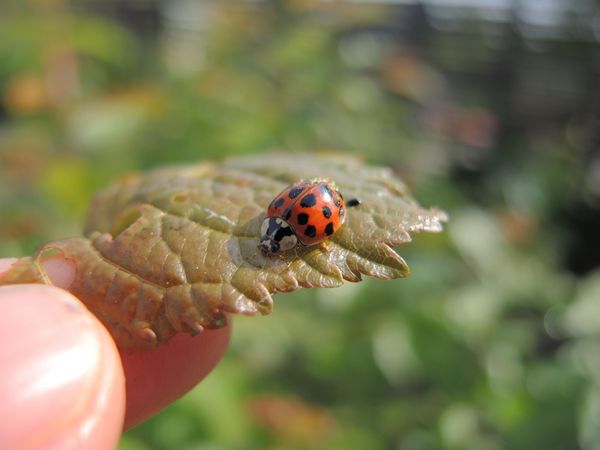 Produktbild: Handbuch Pflanzenschutz im Biogarten