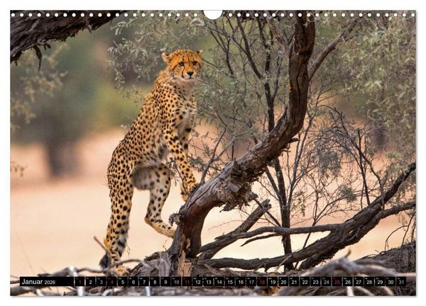 Produktbild: Safari durch das S&uuml;dliche Afrika (Wandkalender 2026 DIN A3 quer), CALVENDO Monatskalender