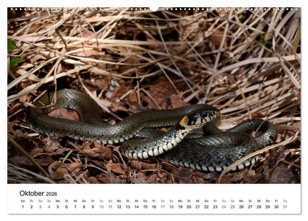 Produktbild: Heimische Tierwelt (hochwertiger Premium Wandkalender 2026 DIN A2 quer), Kunstdruck in Hochglanz