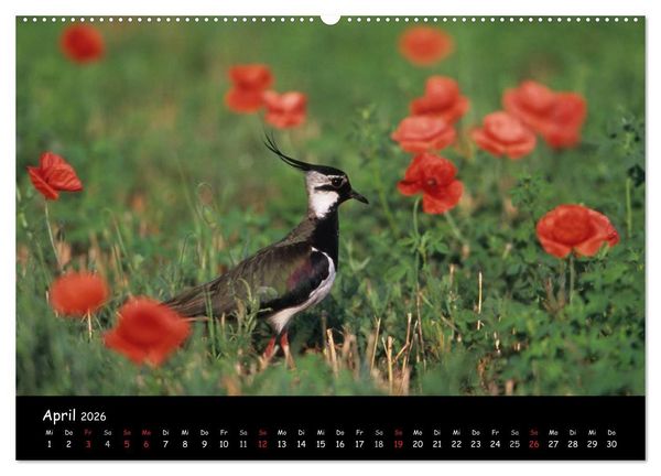 Produktbild: Naturjuwelen - Neusiedler See (Wandkalender 2026 DIN A2 quer), CALVENDO Monatskalender