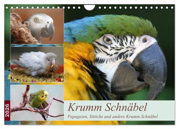 Produktbild: Krumm Schn&auml;bel - Papageien, Sittiche und andere Krumm Schn&auml;bel (Wandkalender 2026 DIN A4 quer), CALVENDO Monatskalender
