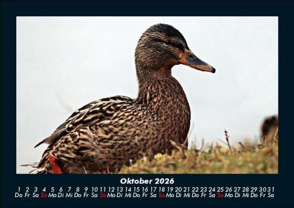 Produktbild: Enten 2026 Fotokalender DIN A5