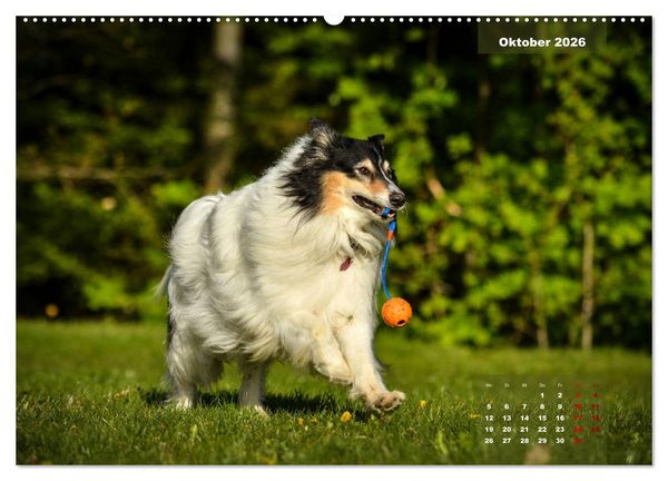 Produktbild: Collies? Was sonst! (hochwertiger Premium Wandkalender 2026 DIN A2 quer), Kunstdruck in Hochglanz