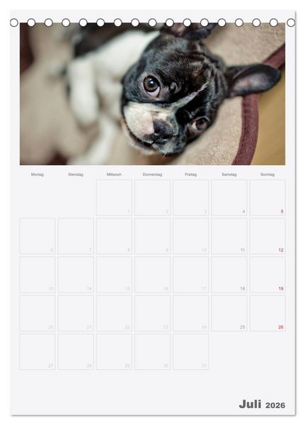 Produktbild: Boston Terrier der Hund 2026 (Tischkalender 2026 DIN A5 hoch), CALVENDO Monatskalender