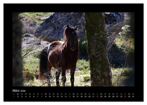 Produktbild: Garranos - Bedrohte Wildpferde Europas (Wandkalender 2026 DIN A2 quer), CALVENDO Monatskalender