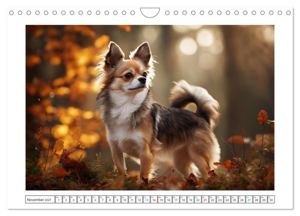 Produktbild: Chihuahua Gl&uuml;cksmomente (Wandkalender 2027 DIN A4 quer), CALVENDO Monatskalender