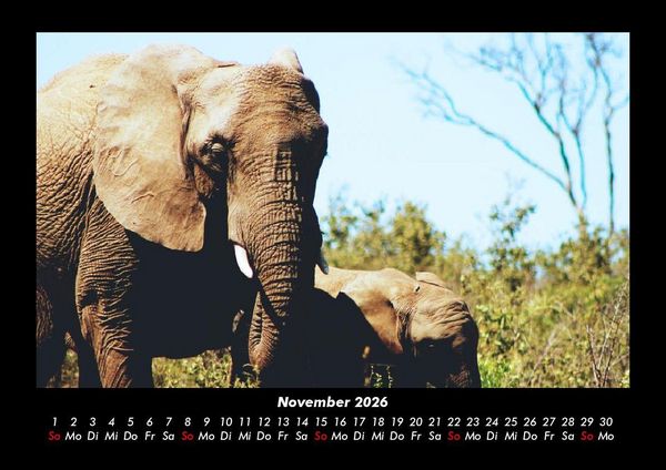 Produktbild: Elefanten 2026 Fotokalender DIN A3