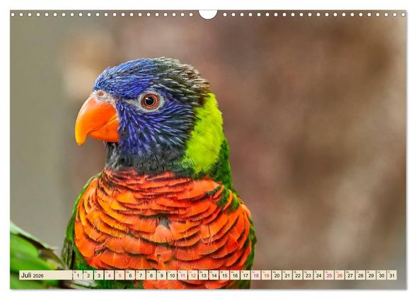 Produktbild: Wundersch&ouml;ne Papageien - Lori (Wandkalender 2026 DIN A3 quer), CALVENDO Monatskalender