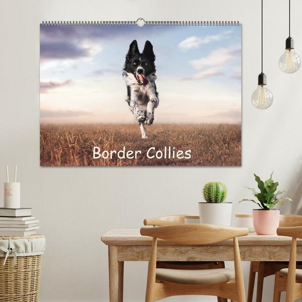 Produktbild: Border Collie Kalender &ndash; Ausdrucksstarke Close-up-Portraits durch die Jahreszeiten (Wandkalender 2027 DIN A2 quer), CALVENDO Monatskalender