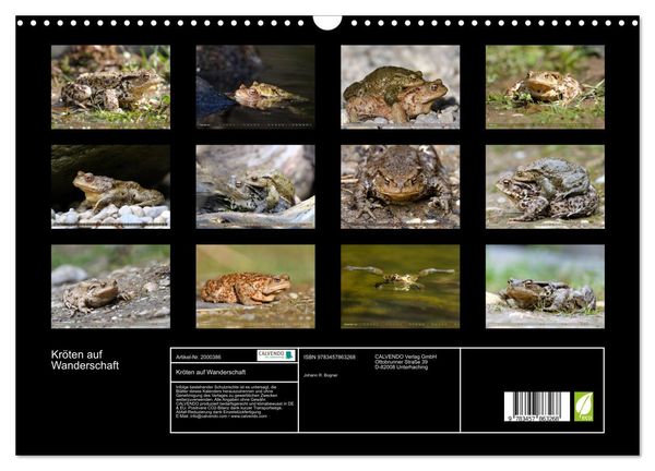 Produktbild: Kr&ouml;ten auf Wanderschaft (Wandkalender 2026 DIN A3 quer), CALVENDO Monatskalender