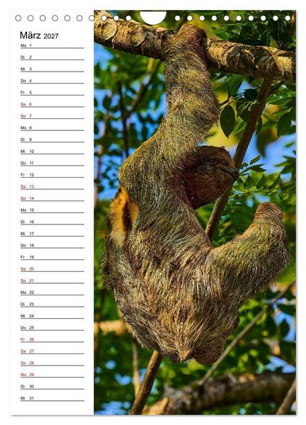 Produktbild: Costa Rica - Magische Tiere des Regenwaldes (Wandkalender 2027 DIN A4 hoch), CALVENDO Monatskalender