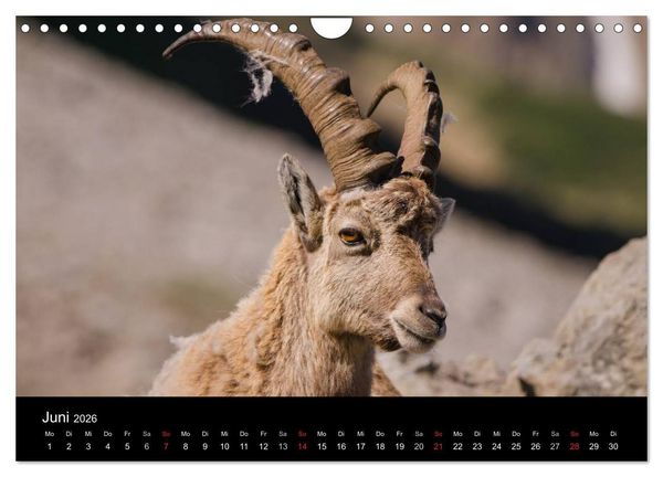 Produktbild: Steinwild in den Schweizer Voralpen (Wandkalender 2026 DIN A4 quer), CALVENDO Monatskalender