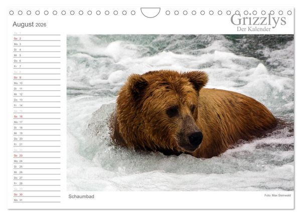Produktbild: Grizzlys - Der Kalender (Wandkalender 2026 DIN A4 quer), CALVENDO Monatskalender