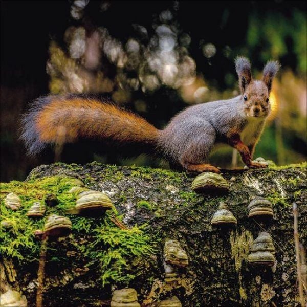 Produktbild: Eichh&ouml;rnchen 2027