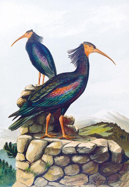 Produktbild: Johann Friedrich Naumann &ndash; Die V&ouml;gel Mitteleuropas