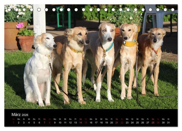 Produktbild: Der Silken Windsprite - ein Seelenhund (Tischkalender 2026 DIN A5 quer), CALVENDO Monatskalender