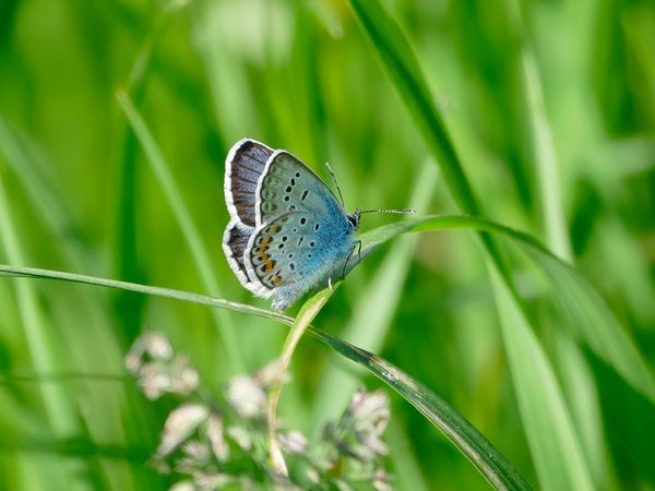Produktbild: CALVENDO Puzzle Fauna trifft Flora - Tierischer Besuch im Pflanzenreich 1000 Teile Lege-Gr&ouml;&szlig;e 64 x 48 cm Foto-Puzzle Bild von Christine B-B M&uuml;ller