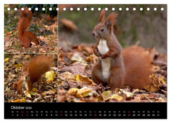 Produktbild: Wilde Eichh&ouml;rnchenwelt! (Tischkalender 2026 DIN A5 quer), CALVENDO Monatskalender