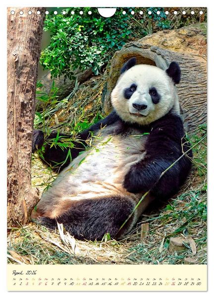 Produktbild: Riesenpanda (Wandkalender 2026 DIN A4 hoch), CALVENDO Monatskalender