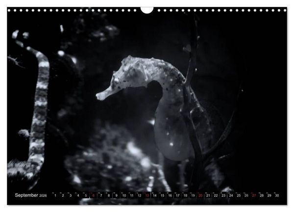 Produktbild: Meerestiere Bilder in Schwarz Weiss (Wandkalender 2026 DIN A3 quer), CALVENDO Monatskalender
