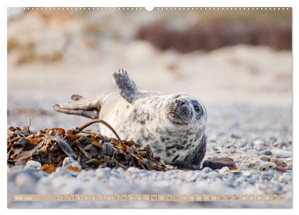 Produktbild: Kegelrobben - Die Kegelrobben von Helgoland (hochwertiger Premium Wandkalender 2026 DIN A2 quer), Kunstdruck in Hochglanz