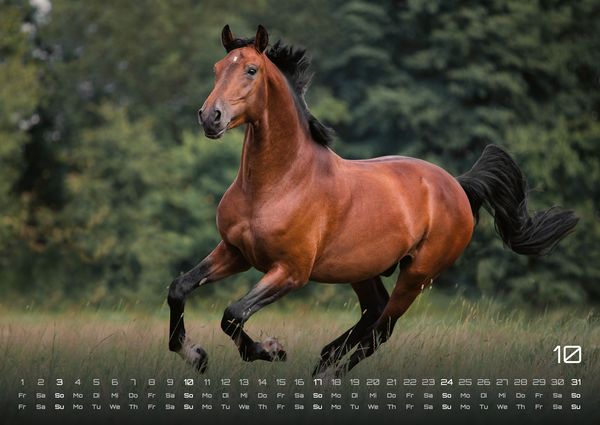 Produktbild: Pferdegefl&uuml;ster - Der Pferdekalender - 2027 - Kalender DIN A2