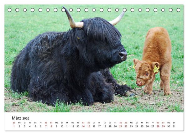 Produktbild: Die Schottischen Hochlandrinder und ihr Nachwuchs (Tischkalender 2026 DIN A5 quer), CALVENDO Monatskalender