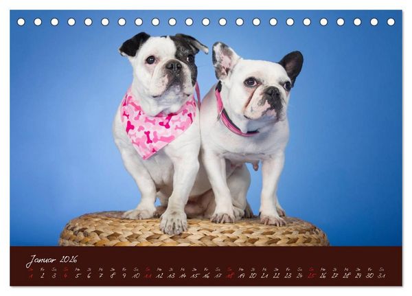 Produktbild: Franz&ouml;sische Bulldoggen (Tischkalender 2026 DIN A5 quer), CALVENDO Monatskalender