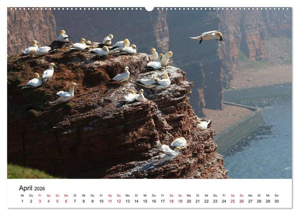 Produktbild: Deutsche Hochseeinsel Helgoland (hochwertiger Premium Wandkalender 2026 DIN A2 quer), Kunstdruck in Hochglanz