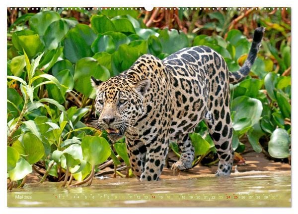 Produktbild: Der Amazonas: von den Anden zum Atlantik (Wandkalender 2026 DIN A2 quer), CALVENDO Monatskalender