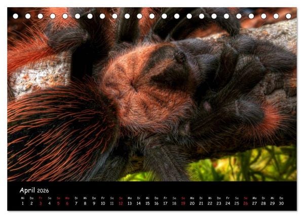 Produktbild: Mystische Vogelspinnen (Tischkalender 2026 DIN A5 quer), CALVENDO Monatskalender