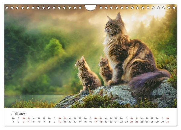 Produktbild: Eleganz in Pelz - ein Maine Coon - Kalender (Wandkalender 2027 DIN A4 quer), CALVENDO Monatskalender