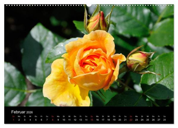 Produktbild: Baden bei Wien - Rosarium (hochwertiger Premium Wandkalender 2026 DIN A2 quer), Kunstdruck in Hochglanz